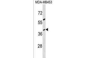 OR10G8 Antibody (C-term) (ABIN1537036 and ABIN2850246) western blot analysis in MDA-M cell line lysates (35 μg/lane). (OR10G8 anticorps  (C-Term))