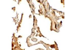 Immunohistochemistry (IHC) image for anti-Rab Interacting Lysosomal Protein-Like 2 (RILPL2) (Middle Region) antibody (ABIN1031070) (RILPL2 anticorps  (Middle Region))