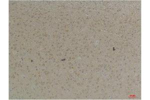 Immunohistochemistry (IHC) analysis of paraffin-embedded Mouse Brain Tissue using KCNK4 (TRAAK) Rabbit Polyclonal Antibody diluted at 1:200. (KCNK4 anticorps)