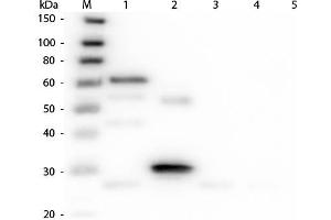 Western Blot of Anti-Chicken IgG (H&L) (DONKEY) Antibody (Min X Bv Gt GP Ham Hs Hu Ms Rb Rt & Sh Serum Proteins) . (Âne anti-Poulet IgG (Whole Molecule) Anticorps (HRP) - Preadsorbed)