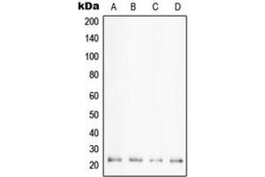 Western blot analysis of Cyclophilin F expression in HeLa (A), K562 (B), HL60 (C), Jurkat (D) whole cell lysates. (PPIF anticorps  (Center))