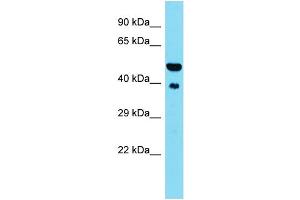 Host: Rabbit  Target Name: St13  Sample Tissue: Mouse Heart lysates  Antibody Dilution: 1. (HSC70 Interacting Protein HIP anticorps  (N-Term))