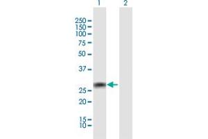 Western Blot analysis of TRIM72 expression in transfected 293T cell line by TRIM72 MaxPab polyclonal antibody. (TRIM72 anticorps  (AA 1-269))