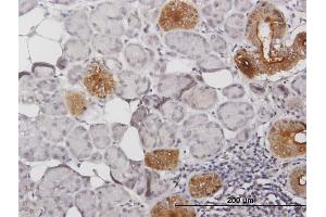 Immunoperoxidase of purified MaxPab antibody to KLK1 on formalin-fixed paraffin-embedded human salivary gland.