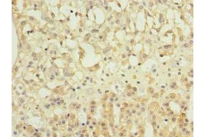 Immunohistochemistry of paraffin-embedded human adrenal gland tissue using ABIN7162044 at dilution of 1:100 (NME7 anticorps  (AA 1-150))
