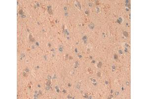 Used in DAB staining on fromalin fixed paraffin- embedded brain tissue (ARTN anticorps)