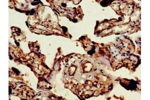 Immunohistochemistry of paraffin-embedded human placenta tissue using ABIN7144564 at dilution of 1:100