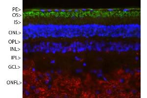 Pig retinal section stained with ABIN1842255 (green) and counterstained with ’s rabbit polyclonal antibody to neurofilament RPCA-NF-M (red) and DNA (blue). (Rhodopsin anticorps)