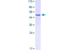 Image no. 1 for Proline-Rich Protein HaeIII Subfamily 1 (PRH1) (AA 17-187) protein (GST tag) (ABIN1316190)