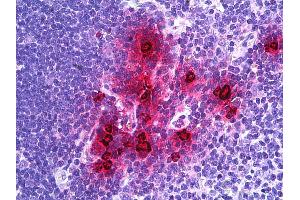 Anti-DEFA1 / NP-1 antibody IHC of human thymus, myeloid cells. (alpha Defensin 1 anticorps  (AA 50-63))