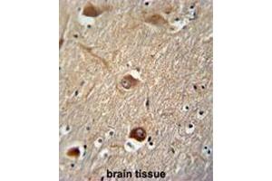 CLU antibody (N-term) immunohistochemistry analysis in formalin fixed and paraffin embedded human brain tissue followed by peroxidase conjugation of the secondary antibody and DAB staining. (Clusterin anticorps  (N-Term))