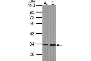 WB Image Sample (30 ug of whole cell lysate) A: Hela B: Hep G2 , 10% SDS PAGE antibody diluted at 1:1000 (MGLL anticorps)