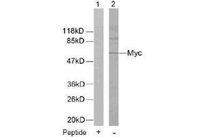 Image no. 1 for anti-Myc Proto-Oncogene protein (MYC) (Thr58) antibody (ABIN197155) (c-MYC anticorps  (Thr58))