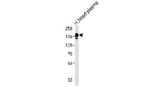 CP Antibody (N-term) (ABIN391512 and ABIN2841473) western blot analysis in human blood plasma tissue lysates (35 μg/lane).