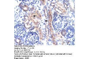 Human kidney (RORA anticorps  (N-Term))