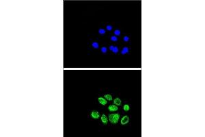 Confocal immunofluorescent analysis of EXO1 Antibody (N-term) (ABIN389397 and ABIN2839487) with A549 cell followed by Alexa Fluor® 489-conjugated goat anti-rabbit lgG (green). (Exonuclease 1 anticorps  (N-Term))