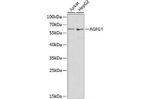 Western blot analysis of extracts of various cell lines using AGFG1 Polyclonal Antibody at dilution of 1:1000. (AGFG1 anticorps)