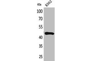 Western Blot analysis of K562 cells using DR3 Polyclonal Antibody (DR3/LARD anticorps  (Internal Region))
