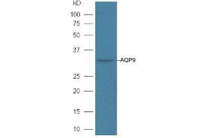 Mouse liver lysates probed with Rabbit Anti-AQP9 Polyclonal Antibody, Unconjugated  at 1:3000 for 90 min at 37˚C. (AQP9 anticorps  (AA 201-295))