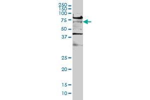 TCF7L2 monoclonal antibody (M02), clone 1B1 Western Blot analysis of TCF7L2 expression in Hela S3 NE . (TCF7L2 anticorps  (AA 1-455))