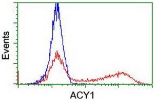 HEK293T cells transfected with either RC201284 overexpress plasmid (Red) or empty vector control plasmid (Blue) were immunostained by anti-ACY1 antibody (ABIN2454793), and then analyzed by flow cytometry. (Aminoacylase 1 anticorps)