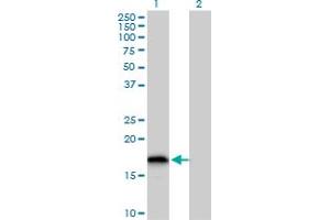 Western Blot analysis of GLRX2 expression in transfected 293T cell line by GLRX2 MaxPab polyclonal antibody. (Glutaredoxin 2 anticorps  (AA 1-124))