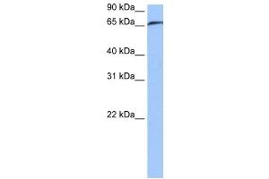 RABGGTA antibody used at 0. (RABGGTA anticorps  (N-Term))