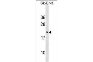 Western blot analysis in SK-BR-3 cell line lysates (35ug/lane). (CNIH3 anticorps  (N-Term))