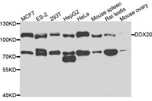 Western blot analysis of extracts of various cell lines, using DDX20 antibody. (DDX20 anticorps)