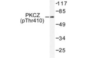 Image no. 1 for anti-Protein Kinase C, zeta (PRKCZ) (pThr410) antibody (ABIN318102) (PKC zeta anticorps  (pThr410))