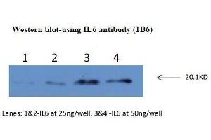 Western Blotting (WB) image for anti-Interleukin 6 (IL6) antibody (ABIN1107857) (IL-6 anticorps)