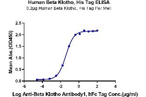 Immobilized Human Beta Klotho at 2 μg/mL (100 μL/Well).