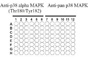Image no. 4 for Mitogen-Activated Protein Kinase 14 (MAPK14) ELISA Kit (ABIN625242) (MAPK14 Kit ELISA)