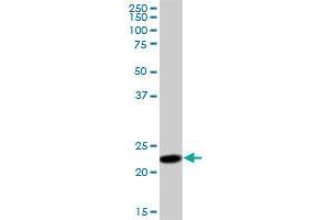 SSR2 MaxPab polyclonal antibody.