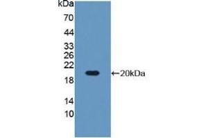 Western blot analysis of recombinant Mouse IGFBP3. (IGFBP3 anticorps  (AA 151-291))