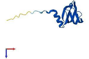 AlphaFold protein structure predicition of Human Recombinant SNRPE Protein, UniprotID P62304