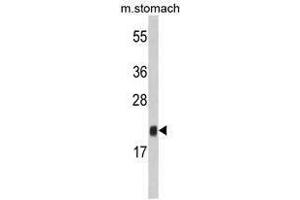 Image no. 1 for anti-FK506 Binding Protein 11, 19 KDa (FKBP11) (N-Term) antibody (ABIN453009) (FKBP11 anticorps  (N-Term))