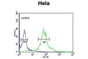 Flow Cytometry (FACS) image for anti-Importin 11 (IPO11) antibody (ABIN3003903)