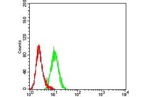 Flow cytometric analysis of Hela cells using AKT1S1 mouse mAb (green) and negative control (red).