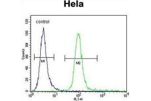 Flow cytometric analysis of Hela cells using  Lactadherin Antibody (C-term) Cat. (MFGE8 anticorps  (C-Term))