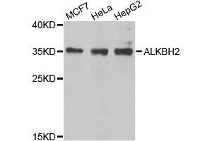 Western blot analysis of extracts of various cell lines, using ALKBH2 antibody (ABIN5974451) at 1/1000 dilution. (ALKBH2 anticorps)