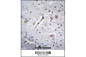 MARK Antibody immunohistochemistry analysis in formalin fixed and paraffin embedded human brain tissue followed by peroxidase conjugation of the secondary antibody and DAB staining. (MARK1 anticorps  (C-Term))