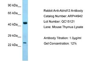 WB Suggested Anti-Abhd12 Antibody   Titration: 1.