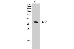 Western Blotting (WB) image for anti-NF-kappa-B inhibitor beta (NFKBIB) (Ser18), (Thr17) antibody (ABIN3180705) (NFKBIB anticorps  (Ser18, Thr17))