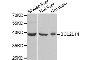 Western blot analysis of extracts of various cell lines, using BCL2L14 antibody. (BCL2L14 anticorps)