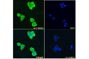 ABIN5539872 Immunofluorescence analysis of paraformaldehyde fixed HepG2 cells, permeabilized with 0. (NQO1 anticorps  (Internal Region))