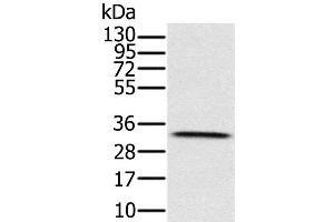 HSD17B8 anticorps