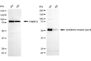 Western blotting analysis using endothelin receptor type B antibody (ABIN7798444).