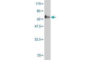 Western Blot detection against Immunogen (75.