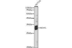 Western blot analysis of extracts of HCT116 cells, using RCHY1 antibody (ABIN7270050) at 1:1000 dilution.